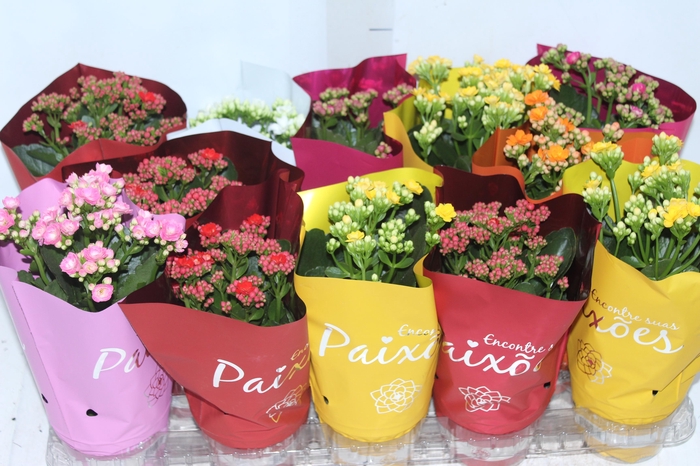 <h4>KALANCHOE DOBRADO P11 PINK</h4>