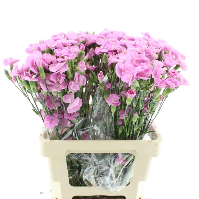 <h4>Di Tr Simply Lavendel Extra</h4>