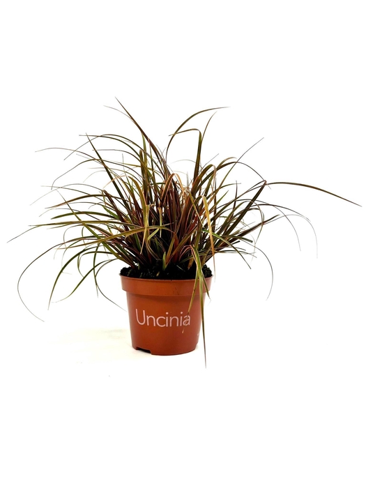 <h4>Uncinia Everflame</h4>