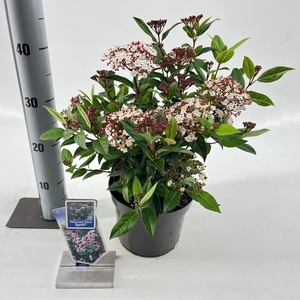 Viburnum Anvi