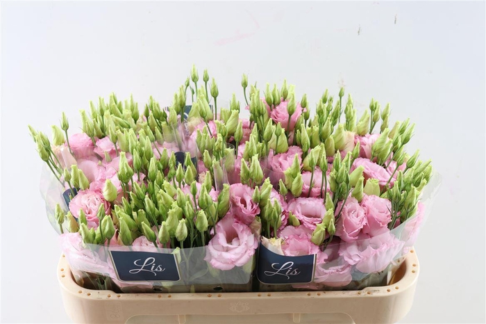 Eus G Lisanne L Pink