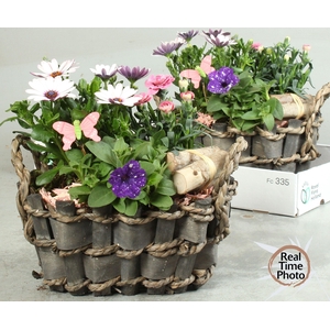ARR TUINPLANTEN