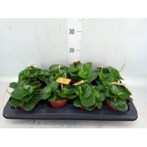 Peperomia obt. 'Obtipan'