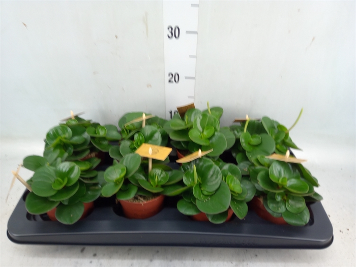 <h4>Peperomia obt. 'Obtipan'</h4>