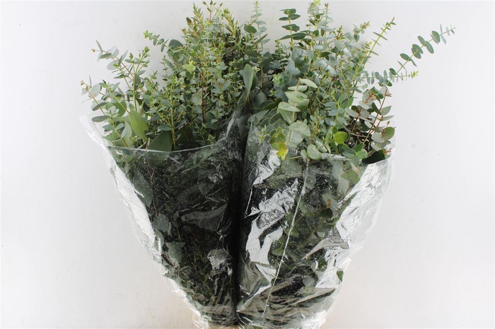 <h4>Euca Mix 200 Gram</h4>