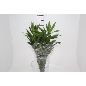 FOLHAGEM DRACENA PLEOMELE VERDE