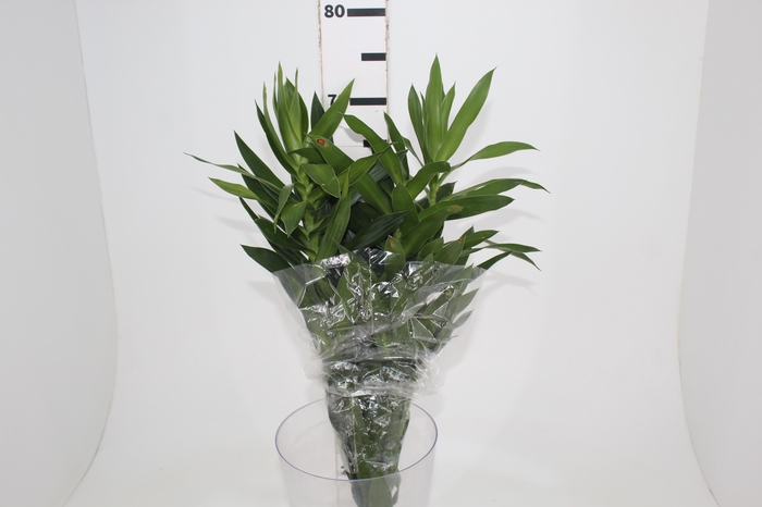 FOLHAGEM DRACENA PLEOMELE VERDE