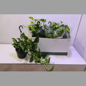 Epipr Hang
