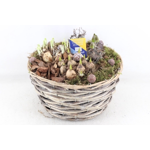 arr4 Bollenmix MB - Wilgmand XL