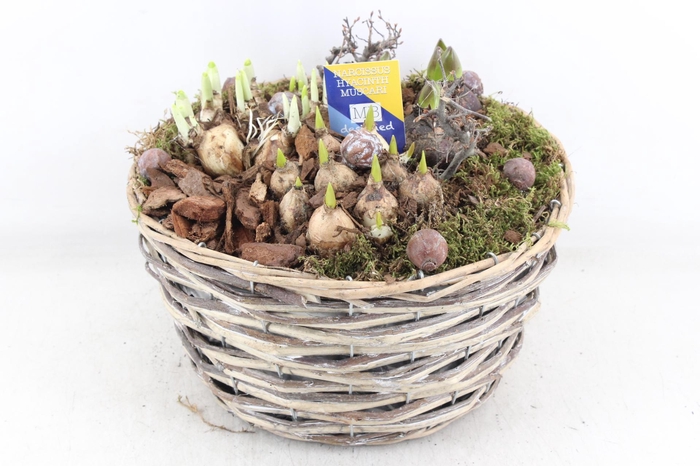 <h4>arr4 Bollenmix MB - Wilgmand XL</h4>