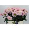 Dahlia Sweet Nathalie