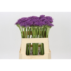 ALLIUM VIOLET BEAUTY