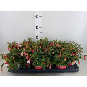 Fuchsia  'Bella Fuchsia Hilda'