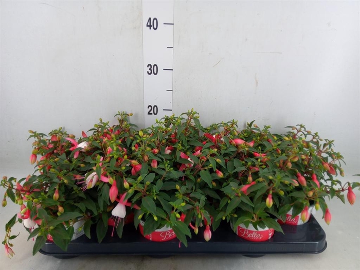 Fuchsia  'Bella Fuchsia Hilda'