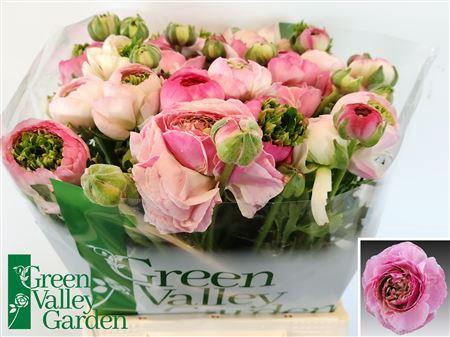 <h4>RAN PORCELAINE</h4>