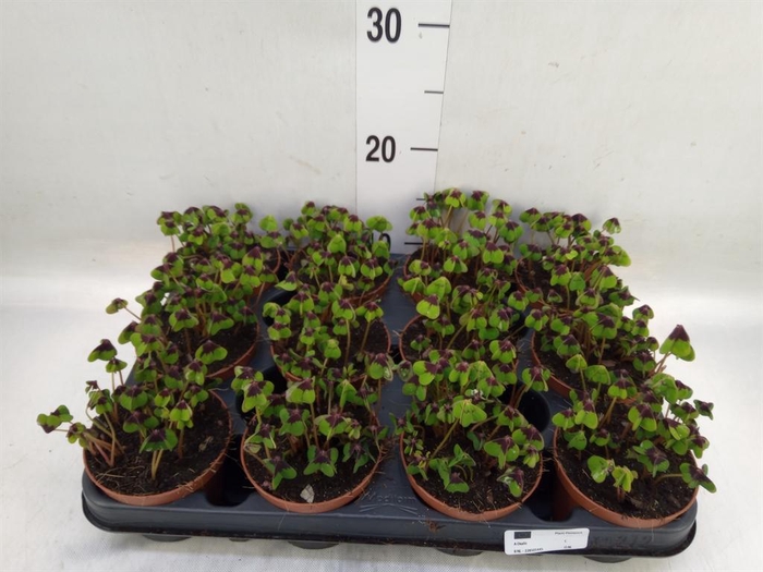 <h4>Oxalis deppei</h4>