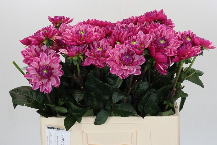 <h4>Dahlia Annamarie</h4>