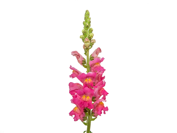 <h4>B. DE L MONACO ROSE 070 CM</h4>
