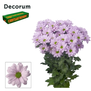 Chr T Kennedy Rosy Decorum