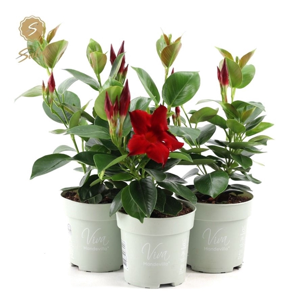 <h4>Viva Mandevilla P10</h4>