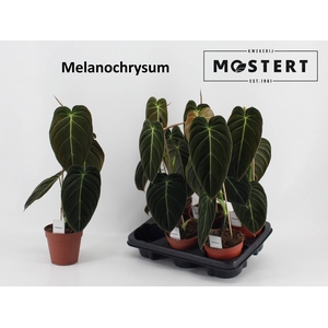 PHIL MELANOCHRYSUM