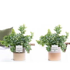 Phlebodium Davana in P&PURE Tess ceramics ass. 2