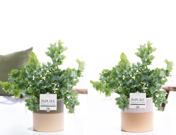 <h4>Phlebodium Davana in P&PURE Tess ceramics ass. 2</h4>