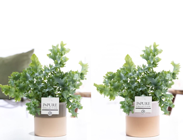 <h4>Phlebodium Davana in P&PURE Tess ceramics ass. 2</h4>