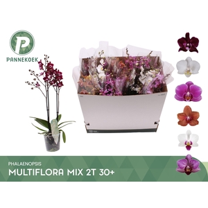 PHAL MF GEM 5 KL