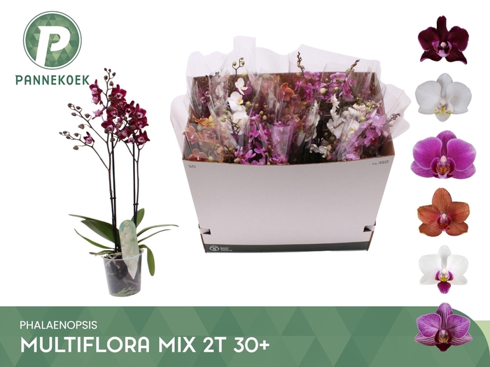 <h4>PHAL MF GEM 5 KL</h4>