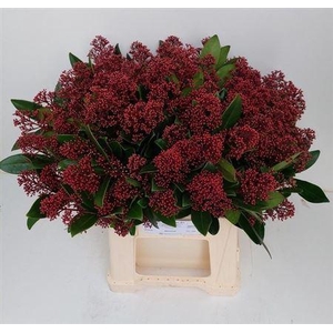 Skim J Rubella Bs 45cm