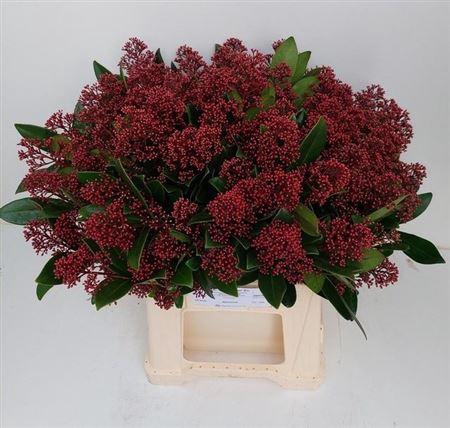 <h4>Skim J Rubella Bs45cm</h4>