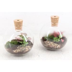 arr3 WR - Terrarium Orcus x6