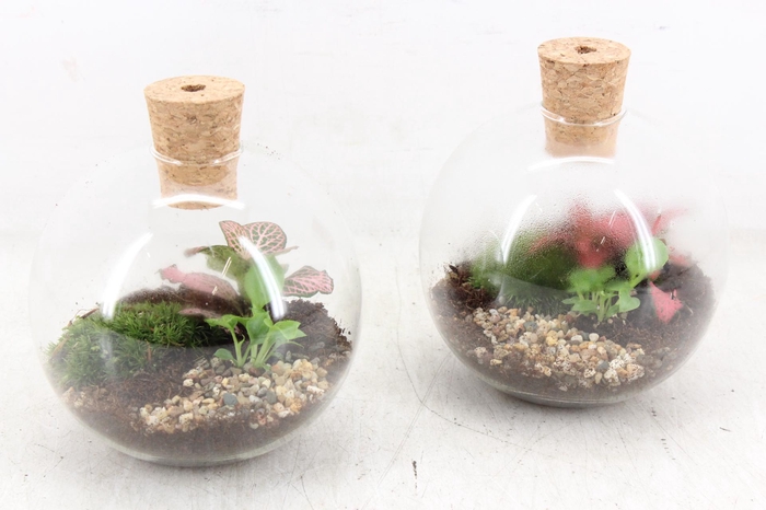 <h4>arr3 WR - Terrarium Orcus x6</h4>