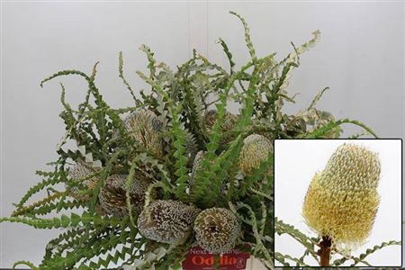 <h4>Banksia Speciosa</h4>