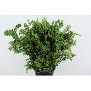 BUXUS SEMPERVIRENS