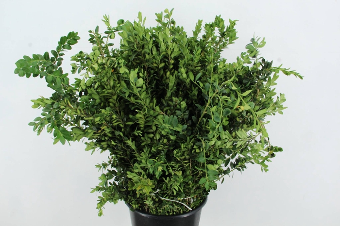 <h4>BUXUS SEMPERVIRENS</h4>