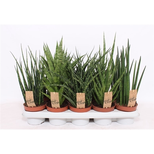 <h4>Sansevieria Luxe mix</h4>