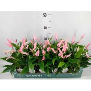 Anthurium andr. 'Lilli'