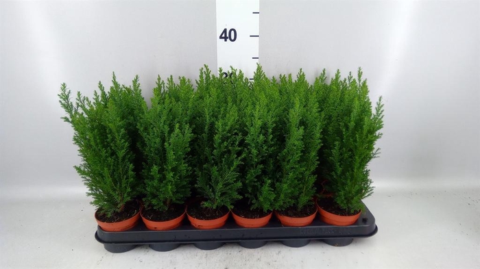 Chamaecyparis laws. 'Ellwoodii'