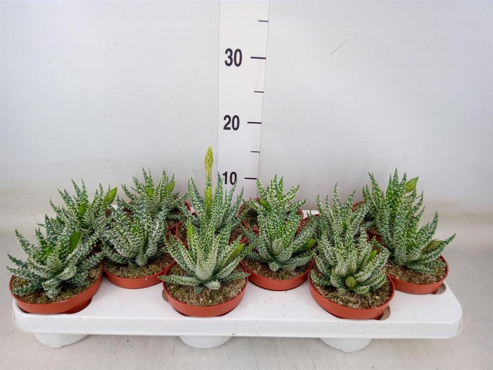 <h4>Aloe humilis</h4>