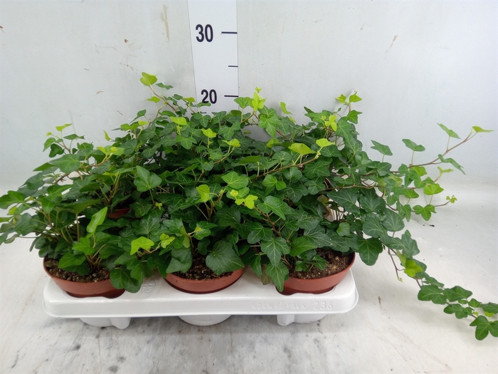 <h4>Hedera helix 'Wonder'</h4>