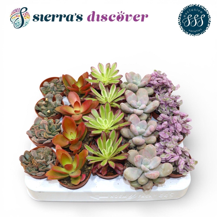 <h4>Discover® - Barcelona Succulents Mix (Exclusive)</h4>