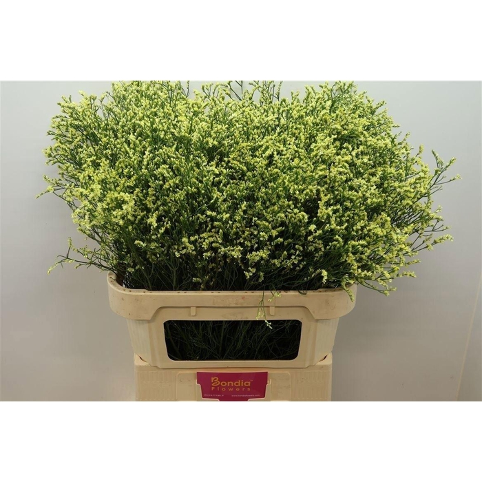 <h4>Lim Sin China Summer</h4>