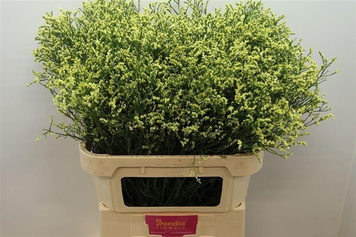 <h4>Lim Sin China Summer</h4>