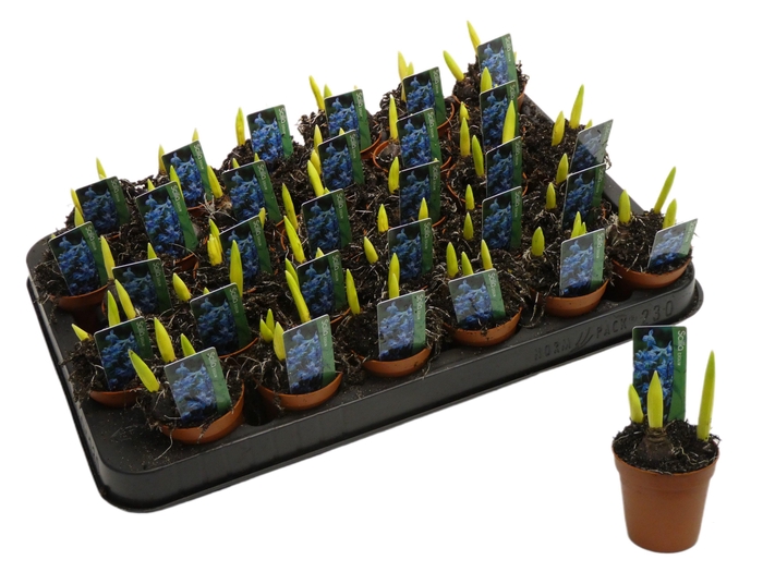 <h4>SCILLA BLUE MINI P5</h4>