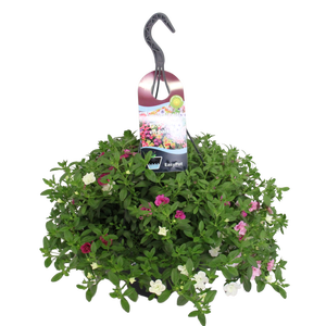 'Weekaanbieding; Hangpotten 27 waterreservoir Mix 07 Calibrachoa mix