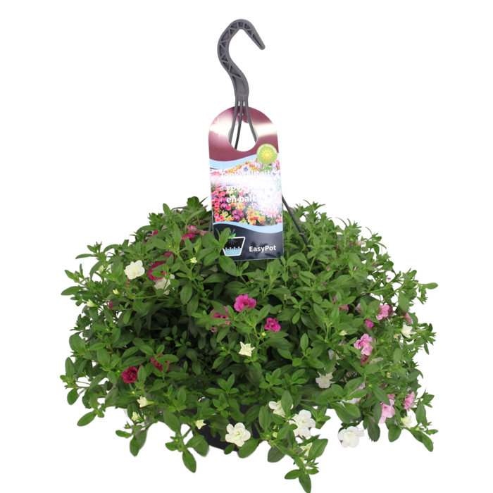 <h4>'Weekaanbieding; Hangpotten 27 waterreservoir Mix 07 Calibrachoa mix</h4>