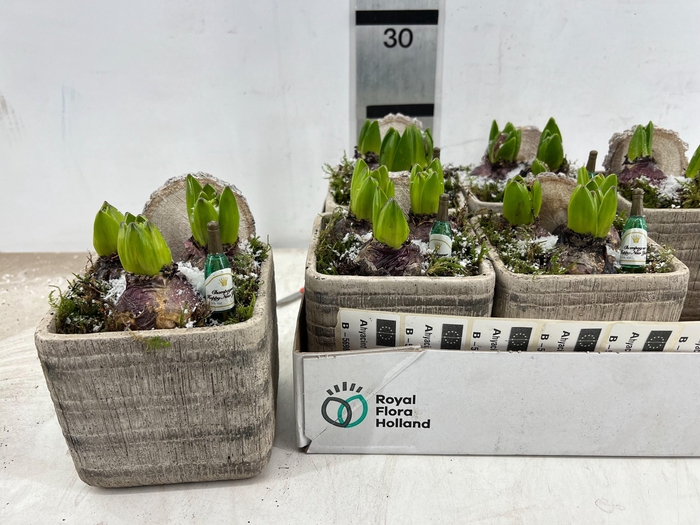 <h4>ARR HYACINTH</h4>