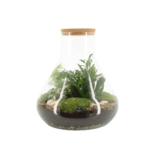90077: Terrarium arrangement